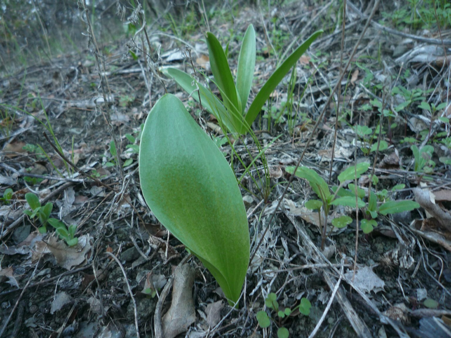 High Resolution Fritillaria biflora Leaf